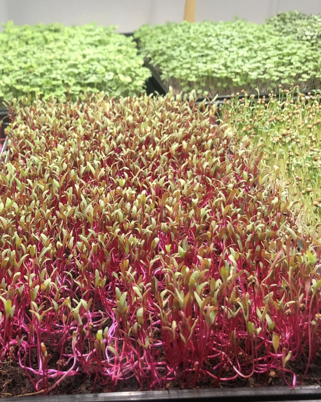 Microgreens Mallorca