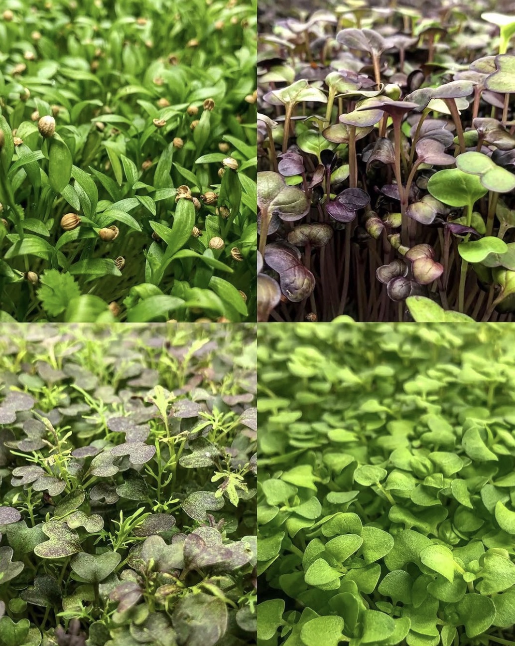 Planet-Greens-Microgreens