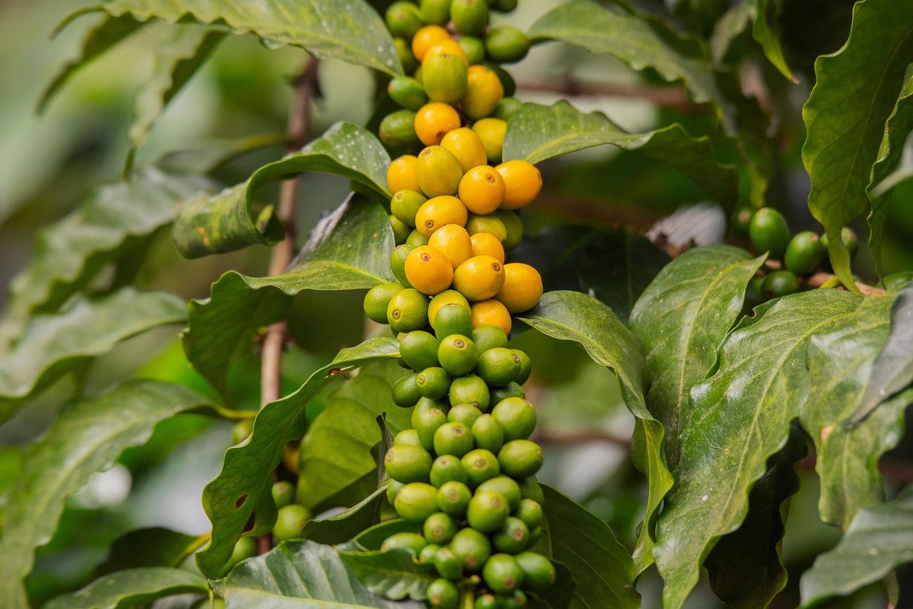 Clusters of green and yellow coffee cherries ripening on a coffee plant