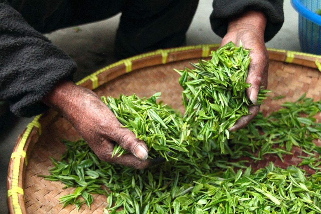 Hands sorting freshly picked green tea leaves in a woven bamboo basket