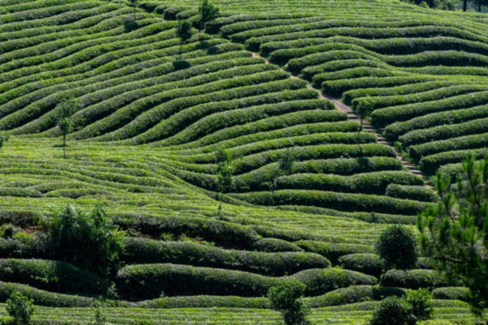 Rows of tea bushes curving across a green terraced hillside plantation